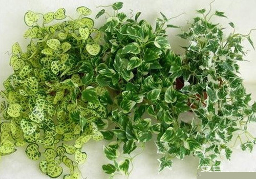 甲醛对儿童的危害   除甲醛植物真的有用吗