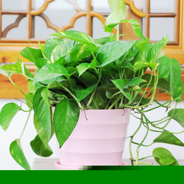 护花：一名资深“护花使者”在这寒冬腊月护花秘方！
