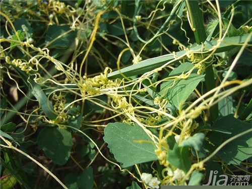 菟丝子的副作用详解