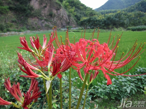 曼珠沙华的花语是什么 彼岸花的由来