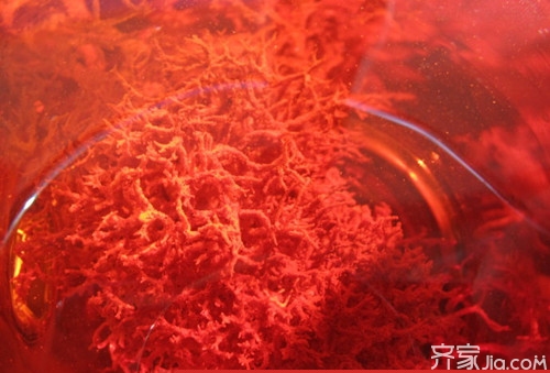 红雪茶的功效与作用  红雪茶的功效与作用诠释