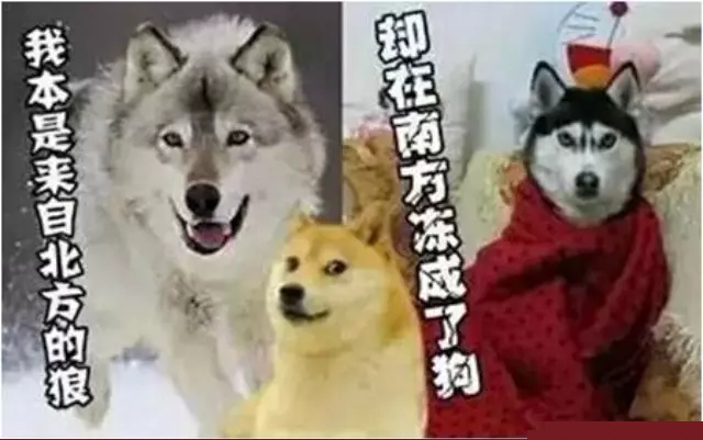 我是一只来自北方的狼，却在南方冻成了狗！