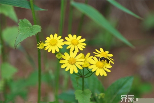 【百科小知识】野菊的功效与作用及食用方法