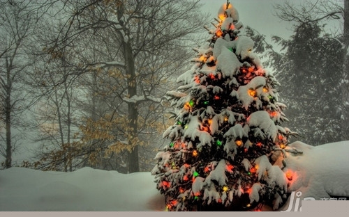 装饰圣诞树图片欣赏