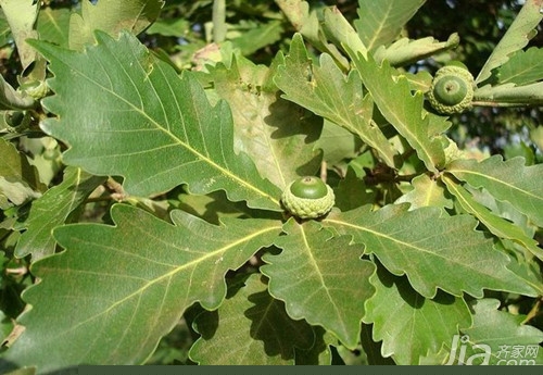 蒙古栎是什么  蒙古栎应用价值