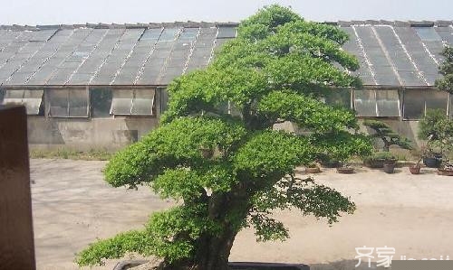 如何在室内养花  分分钟钟让你变养花大师