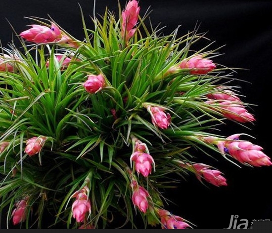 空气凤梨的生活习性 空气凤梨的养殖方法