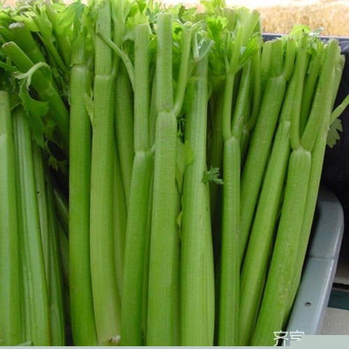 “脚骨力”西芹种植技术 西芹的食疗作用