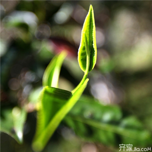 喝大叶茶有什么好处 大叶茶价格
