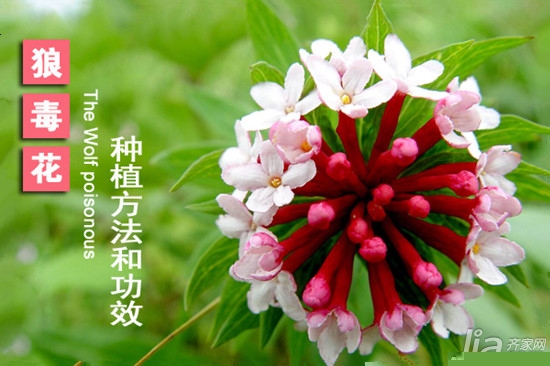 狼毒花怎么种植 狼毒花有什么功效