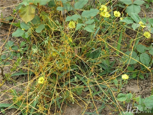 菟丝子的功效与作用及食用方法