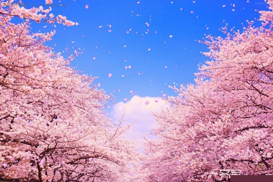 烂漫樱花季  把浪漫带回家