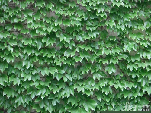爬山虎怎么种 爬山虎的资料