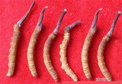 冬虫夏草功效分析 冬虫夏草食用方法