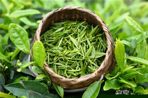 养生常识：绿茶红茶的区别 红茶和绿茶能一起喝吗