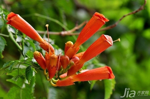 凌霄花的传说 凌霄花花语是什么