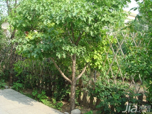 门前种树选择  门前种什么树风水好