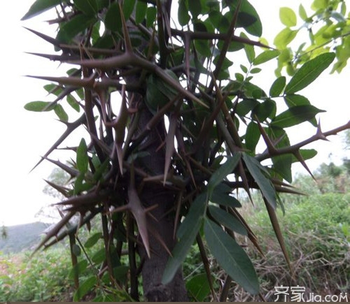皂刺种植方法 皂刺的作用