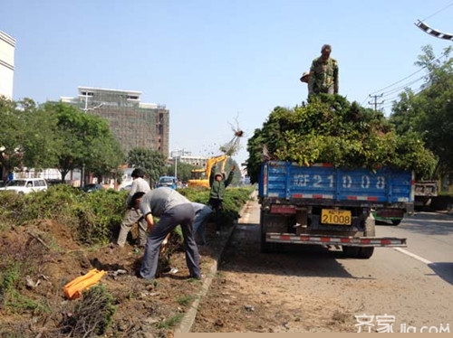 还你清新空气 苗木绿化施工方案