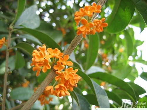 桂花树管理 桂花的作用与功效