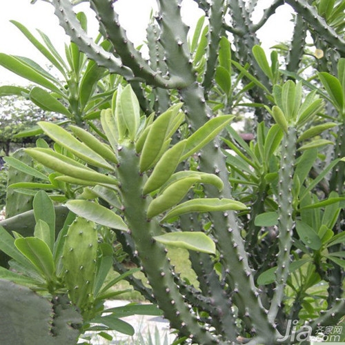 龙骨花图片 龙骨花的养殖 龙骨花有毒吗