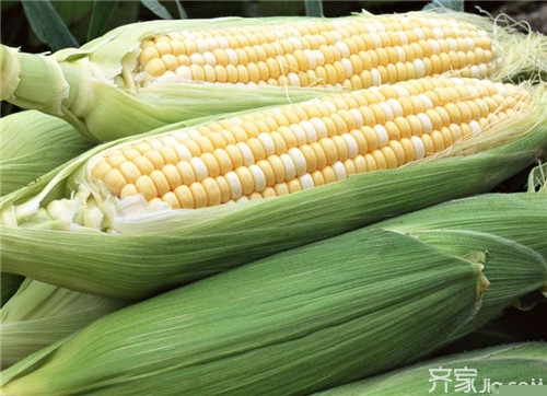 甜玉米种植技术  甜玉米的营养价值