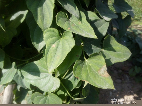 掌握麻山药种植技术，抓住这四个要点
