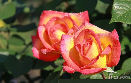 月季花怎么养 月季花品种有哪些
