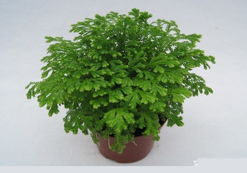 办公室招财植物有哪些 办公室风水植物解析