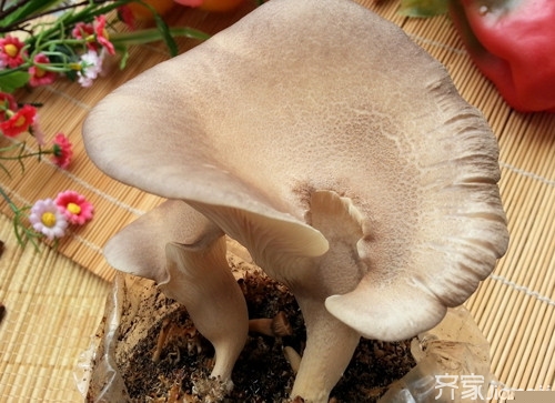 鲍鱼菇的食疗功效 鲍鱼菇图片