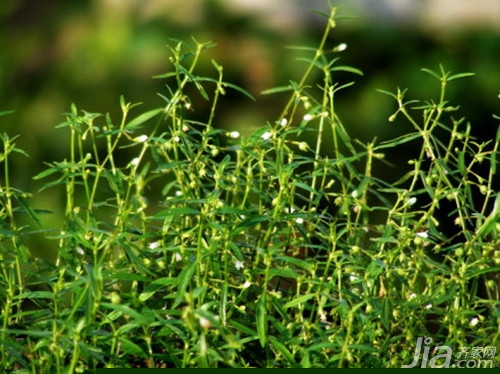 白花蛇舌草的功效与作用
