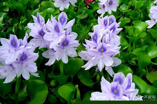 水葫芦形态特征 水葫芦的危害介绍