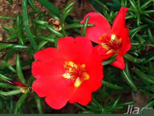 太阳花传说  太阳花的花语是什么