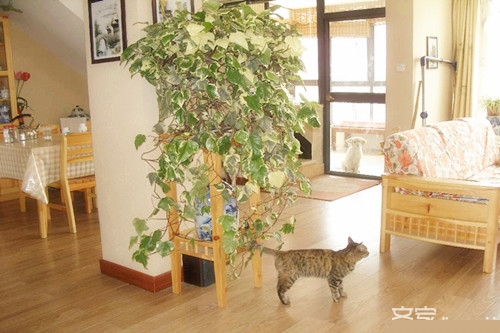 新房除甲醛最好的方法  让你和甲醛说拜拜