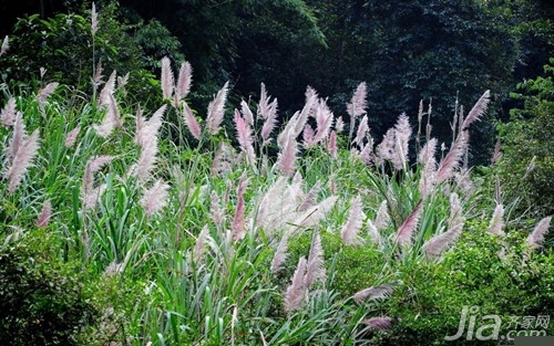 芦苇植物形态和生长习性 芦苇图片