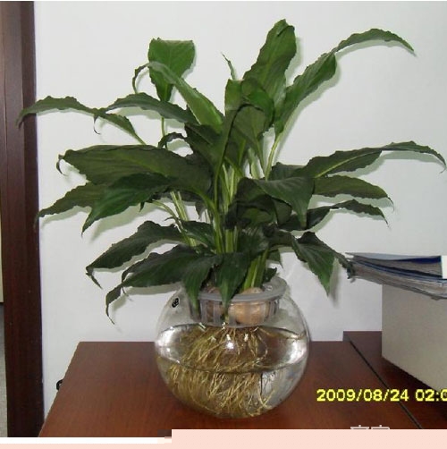 客厅花卉植物摆放风水 客厅花卉植物有哪些