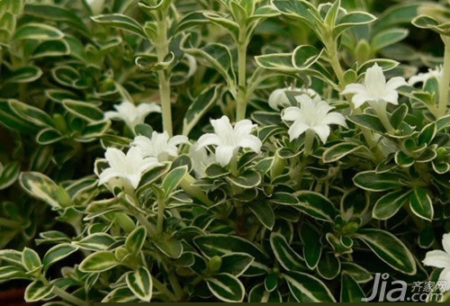 六月雪花语是什么  六月雪配什么花