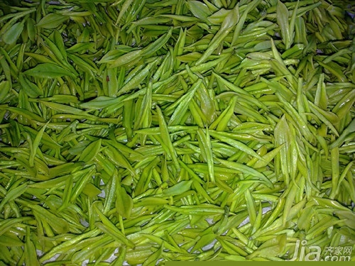 安吉白茶有哪些功效与作用 安吉白茶功效与作用介绍
