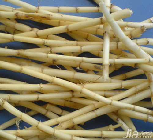 茅根的功效与作用有什么  茅根日常处方